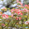 花水木