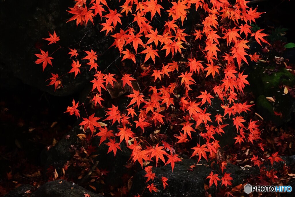  紅葉の赤