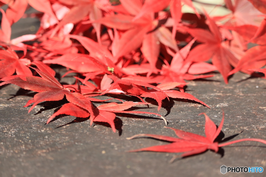 紅葉を散らす