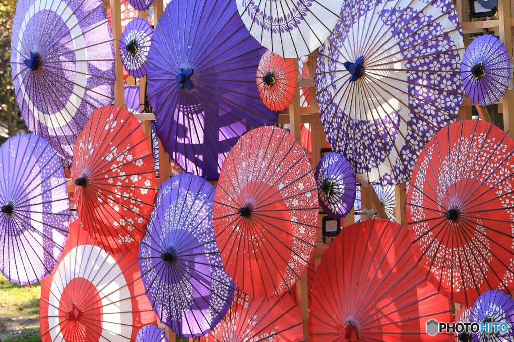 傘の花が咲きました