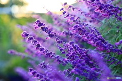 サルビアの紫
