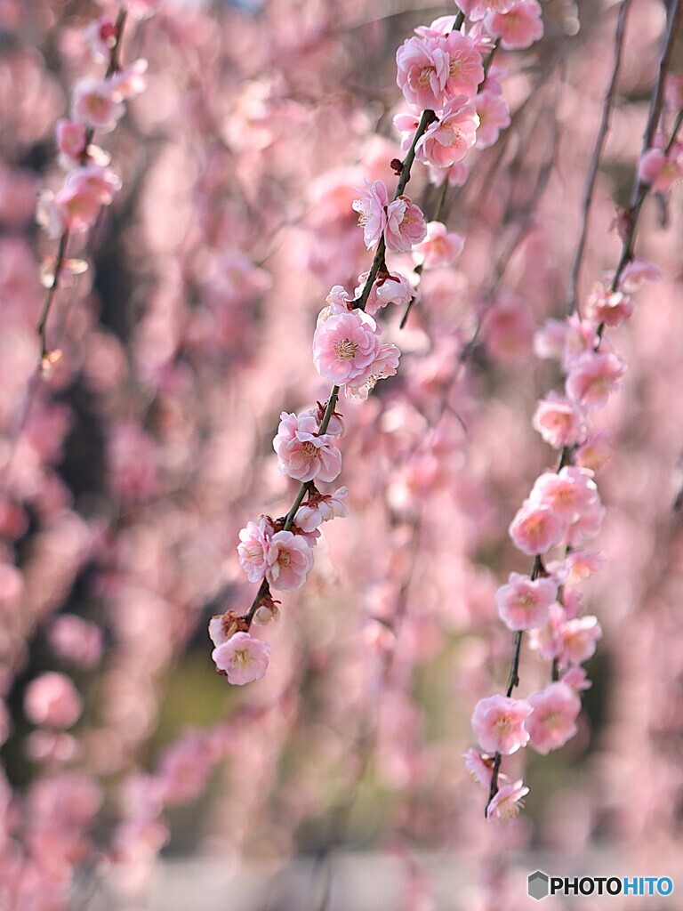 しだれ梅