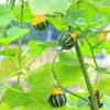 おもちゃカボチャ