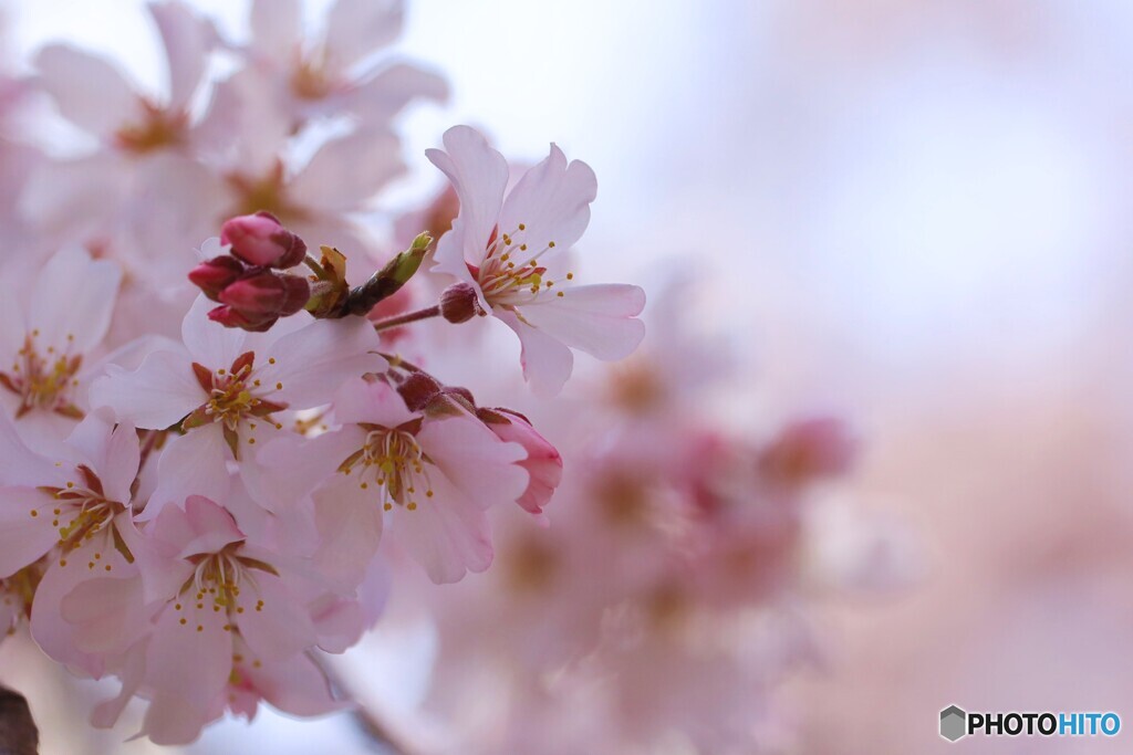 花衣