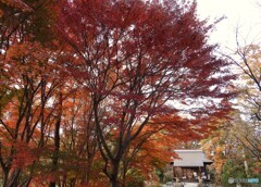 紅葉と神社