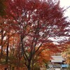 紅葉と神社