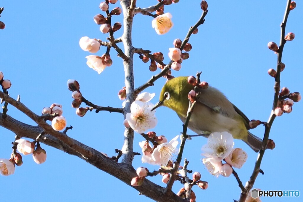 いただきまーす