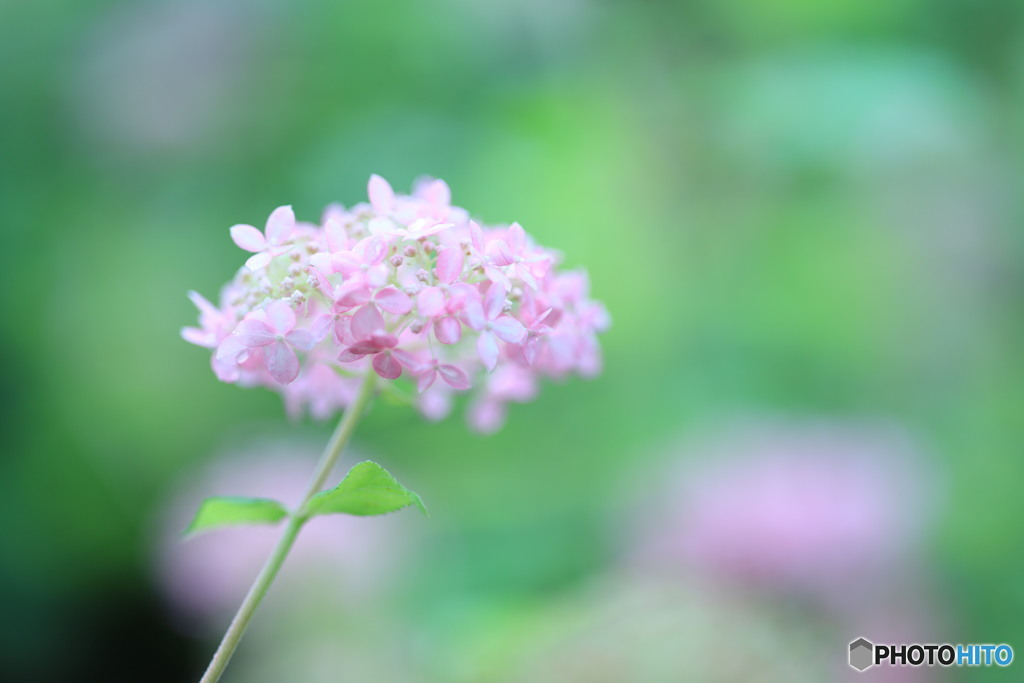 梅雨の頃の好きな花