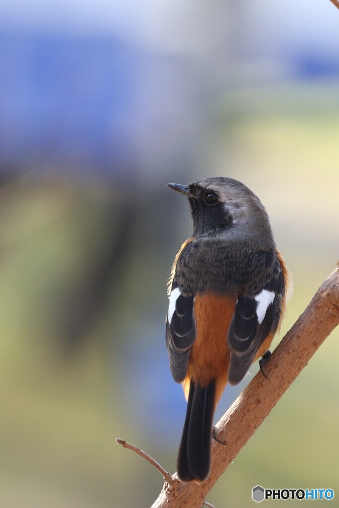 今年は鳥も撮ります