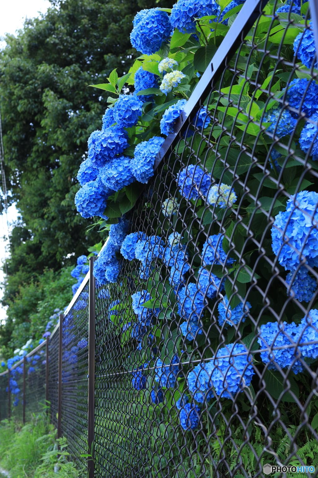 カゴの鳥ならぬ花