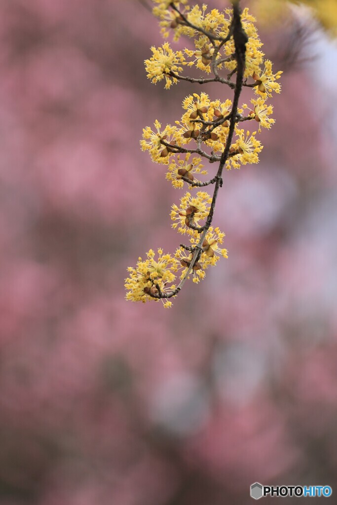 山茱萸
