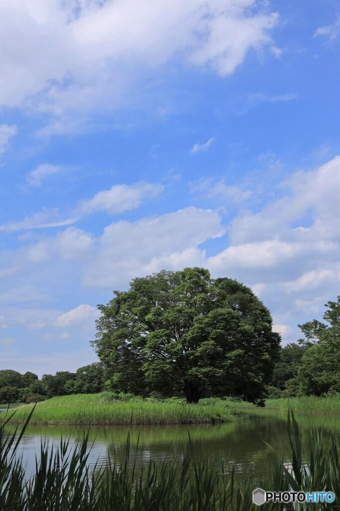 青い空、緑の池