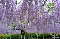 むかしの花物語