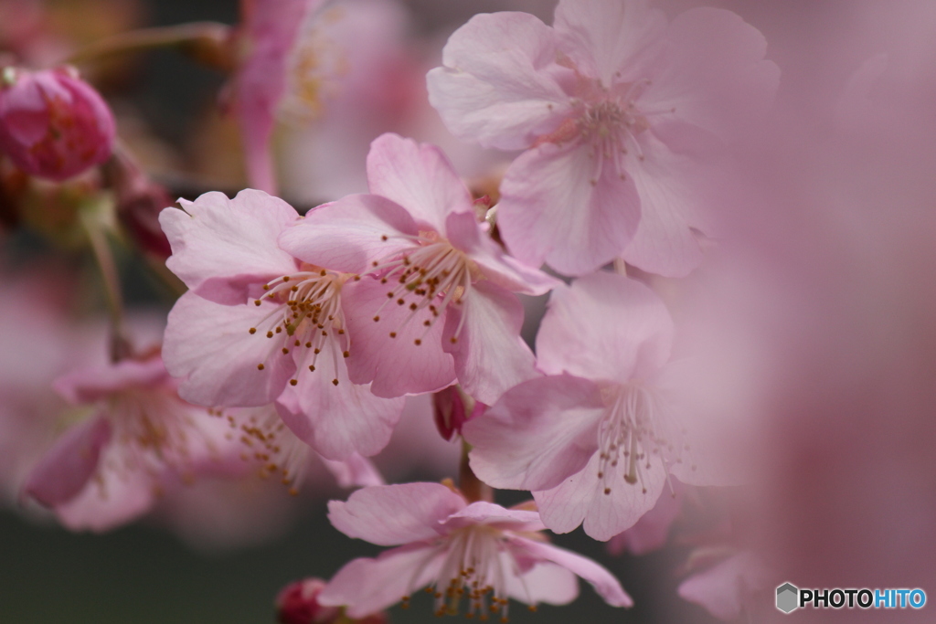 初桜