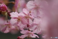 初桜