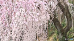 春愁う