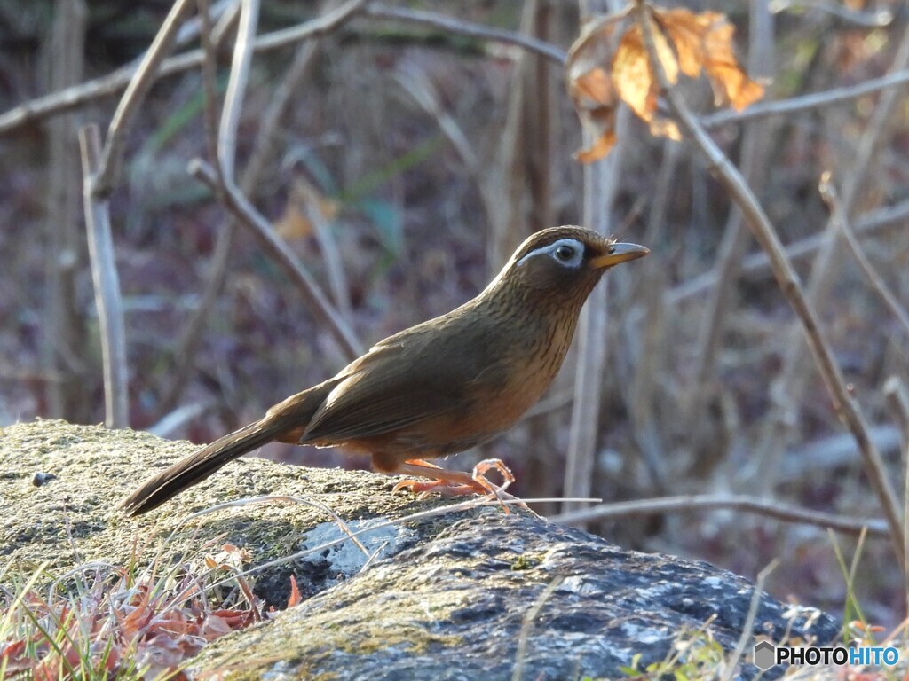 ガビチョウ現る