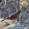 ガビチョウ現る