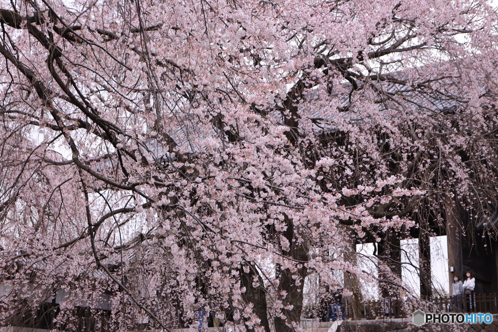 東郷寺の枝垂桜