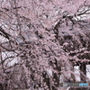 東郷寺の枝垂桜