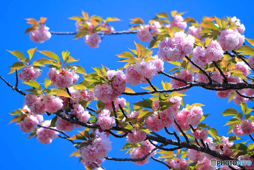 八重の桜