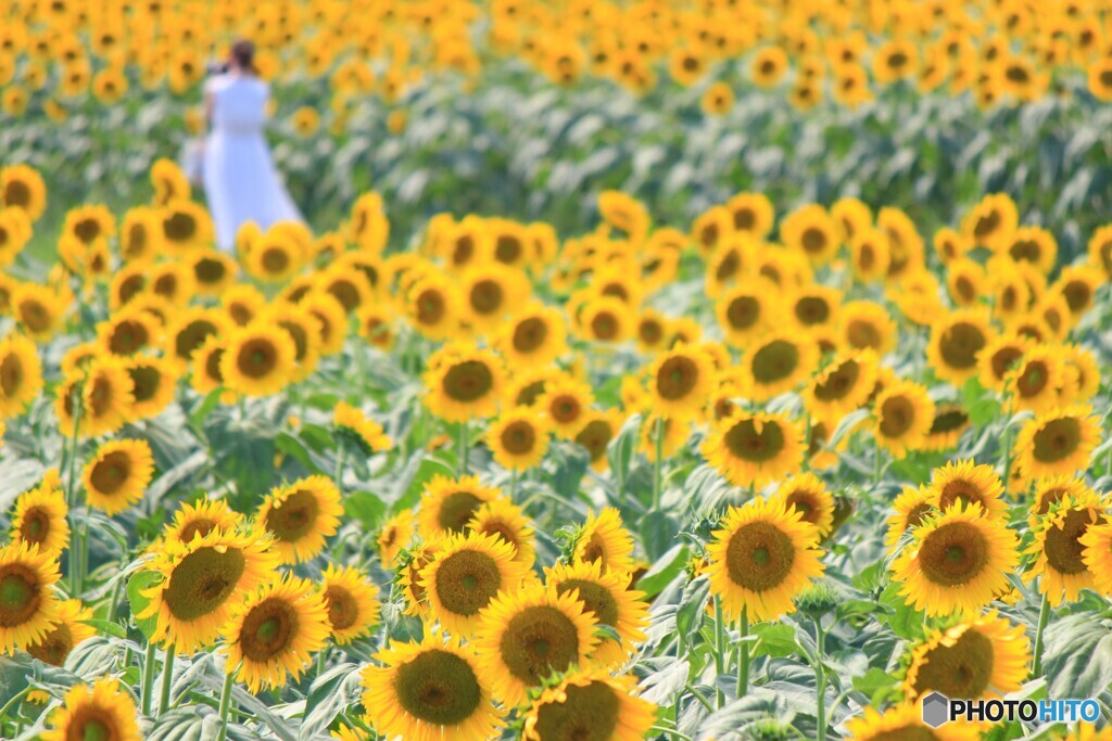 太陽がいっぱい