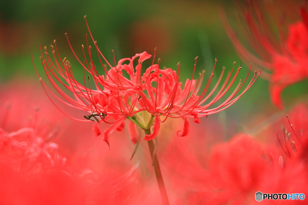  曼珠沙華