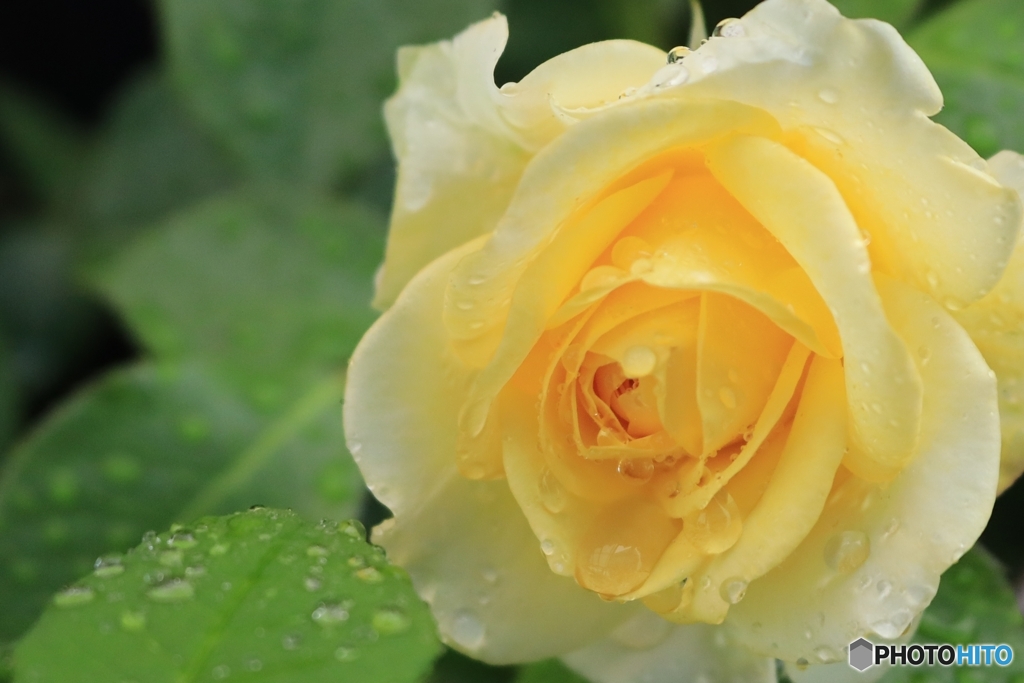 薔薇が咲いた♪