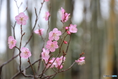 まるで桃の花の色のよう