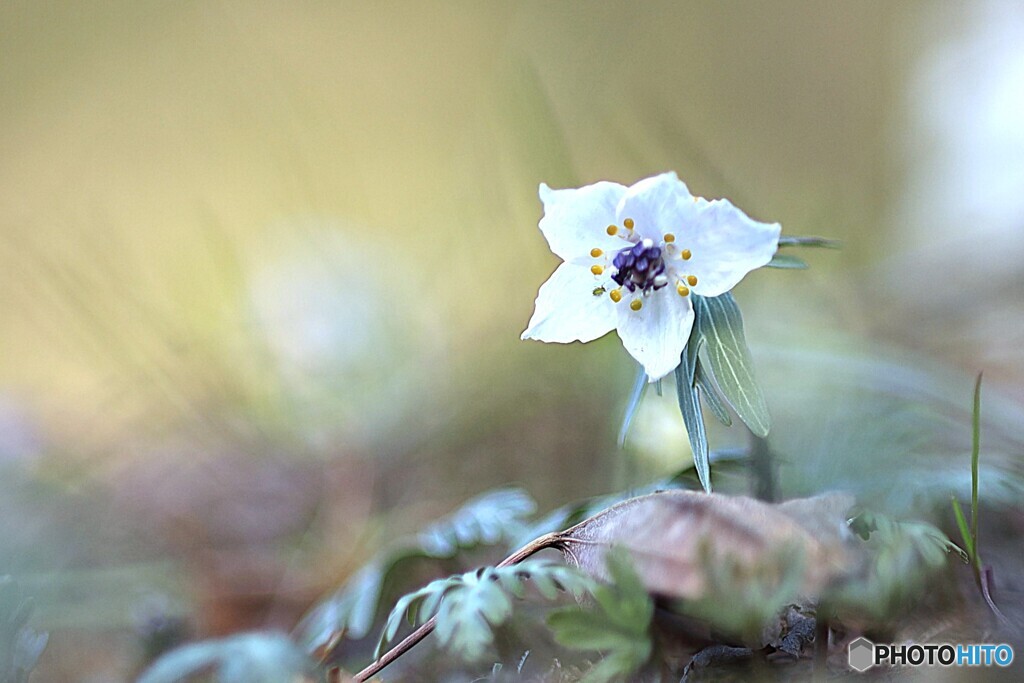 早春花