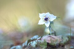 早春花