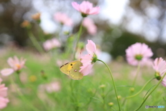 黄色い蝶と桃色コスモス