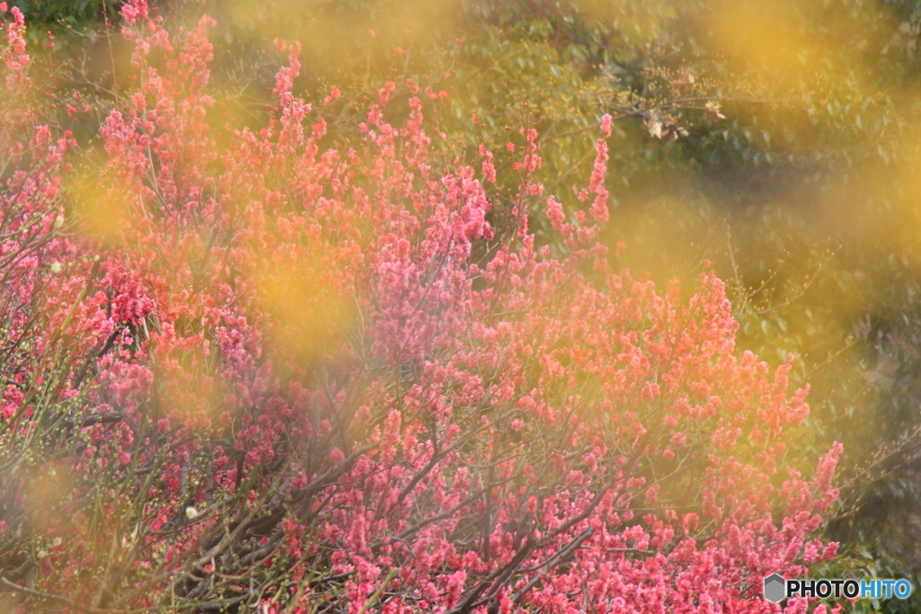 花粉の霞じゃないので