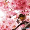 桜色の帽子
