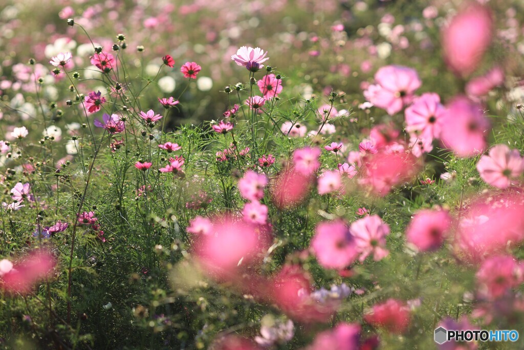 咲き乱れる
