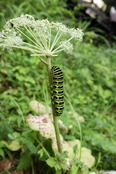 キアゲハの芋虫