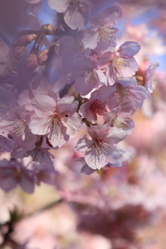 花の命は短くて