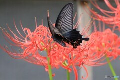 黒蝶と赤花