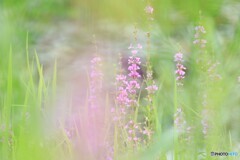 愛の悲しみ