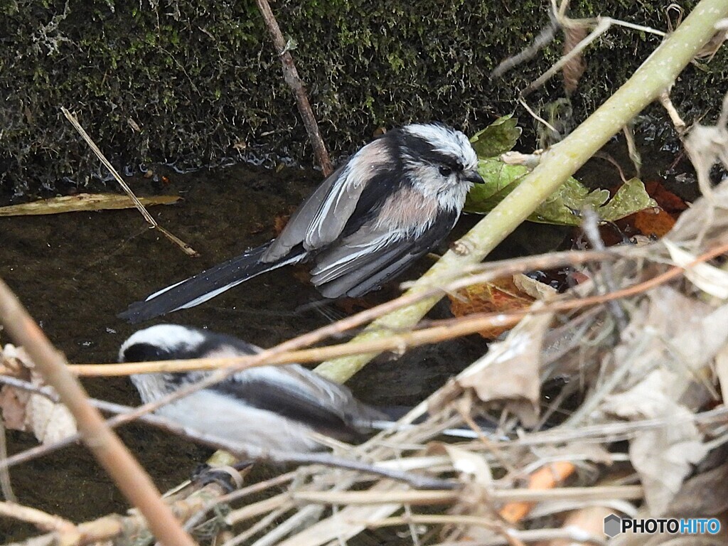 水浴び中