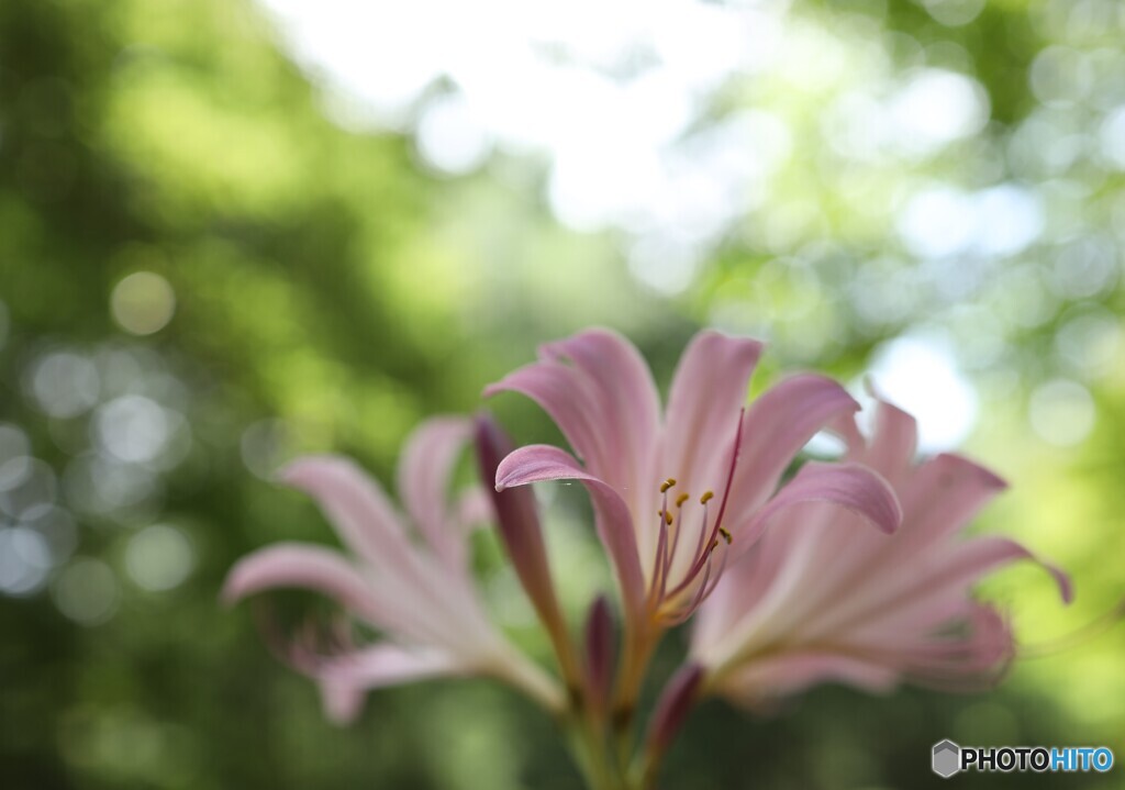 夏を楽しむ