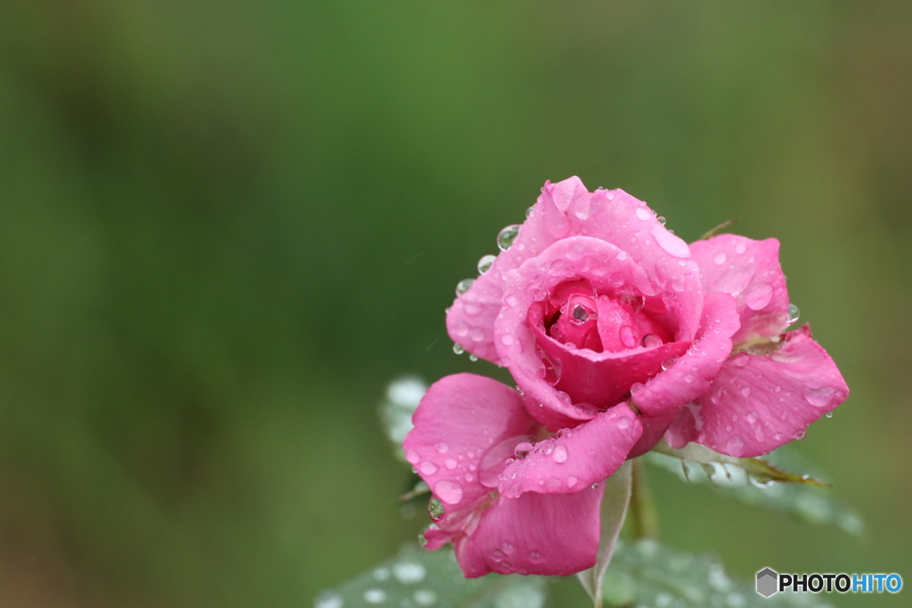 冷たい雨にうたれて♪