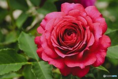 情熱の赤い薔薇