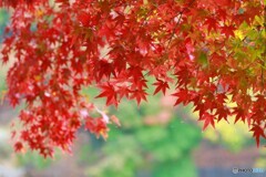 紅に染まる