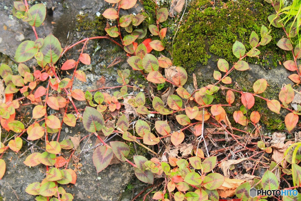 ヒメツルソバの紅葉