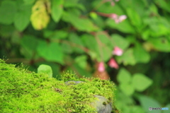 モストワールド