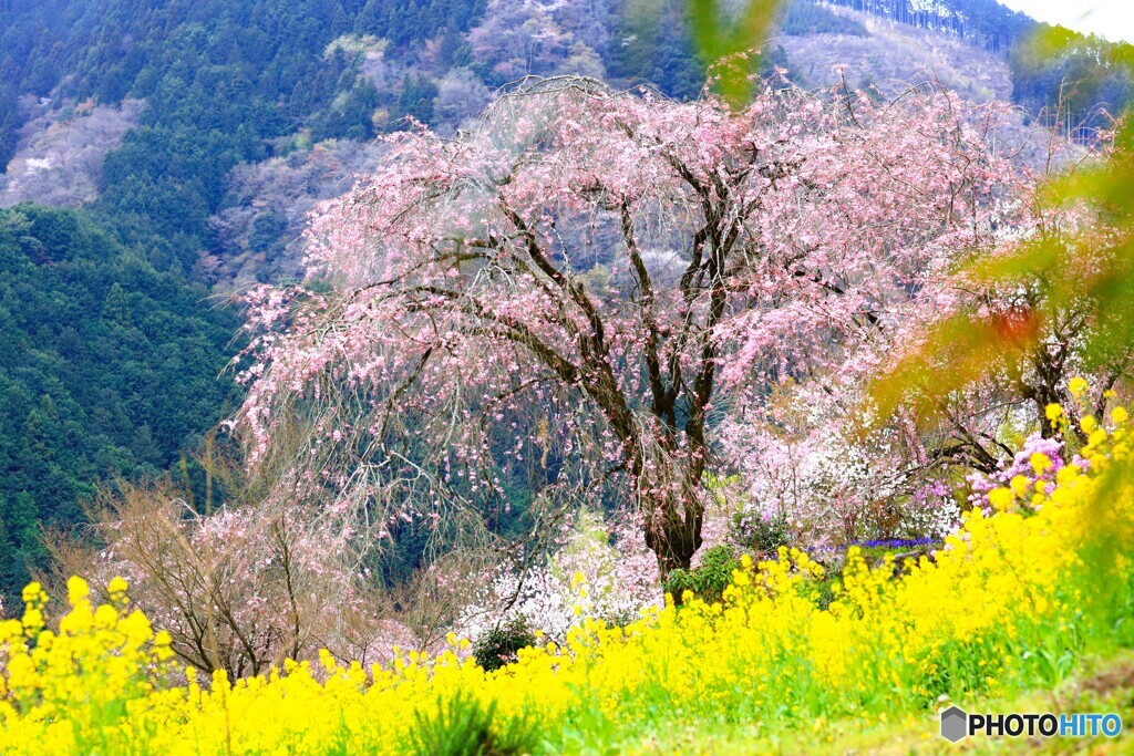 古刹のしだれ桜