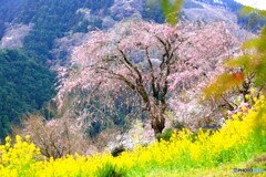 古刹のしだれ桜