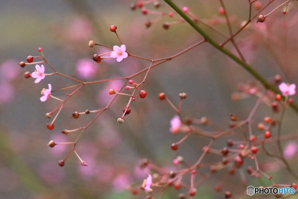 三時草