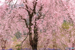 花しぐれ